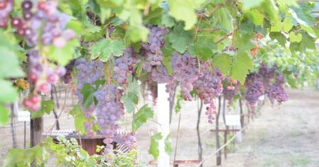 image-photo_22491